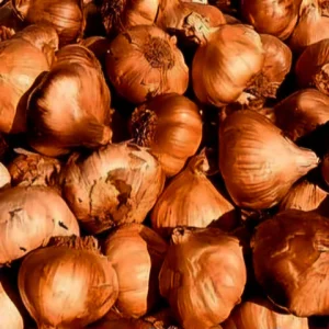 Kodaikanal Hill Garlic - Big Size Bulbs (250g to 1kg)